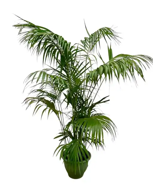 Kentia Palm XXL 260 cm u2013 Howea forsteriana, pot u00d832-40 cm