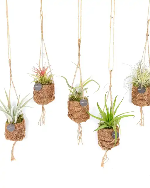 8x Kokodama Birdnest Tillandsia Mix, u00d87 cm, H5 cm