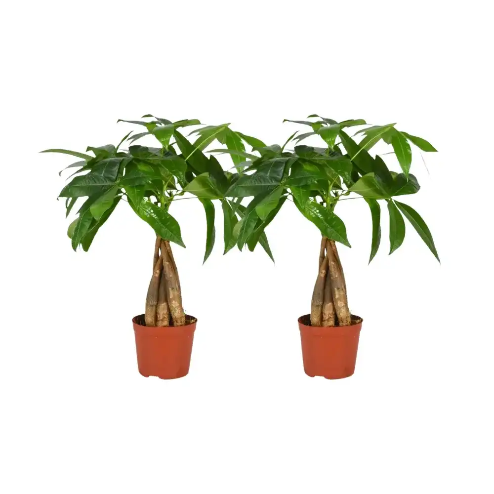 Pachira aquatica braided trunk, 2 plants, pot u00d812 cm, 35 cm