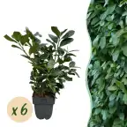 Prunus laurocerasus 'Etna' Hedge Plant, 6 Pack, 50 cm