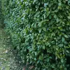 Prunus laurocerasus 'Etna' Hedge Plant, 6 Pack, 50 cm