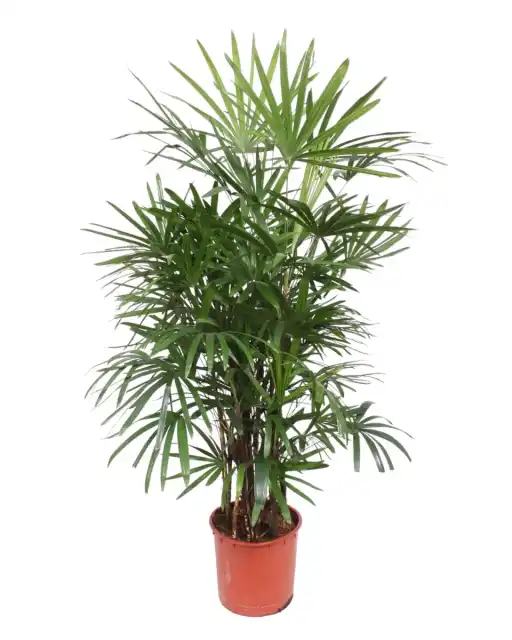 Rhapis excelsa (Lady Palm) 190 cm | Pot u00d834 cm