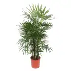 Rhapis excelsa (Lady Palm) 190 cm | Pot u00d834 cm