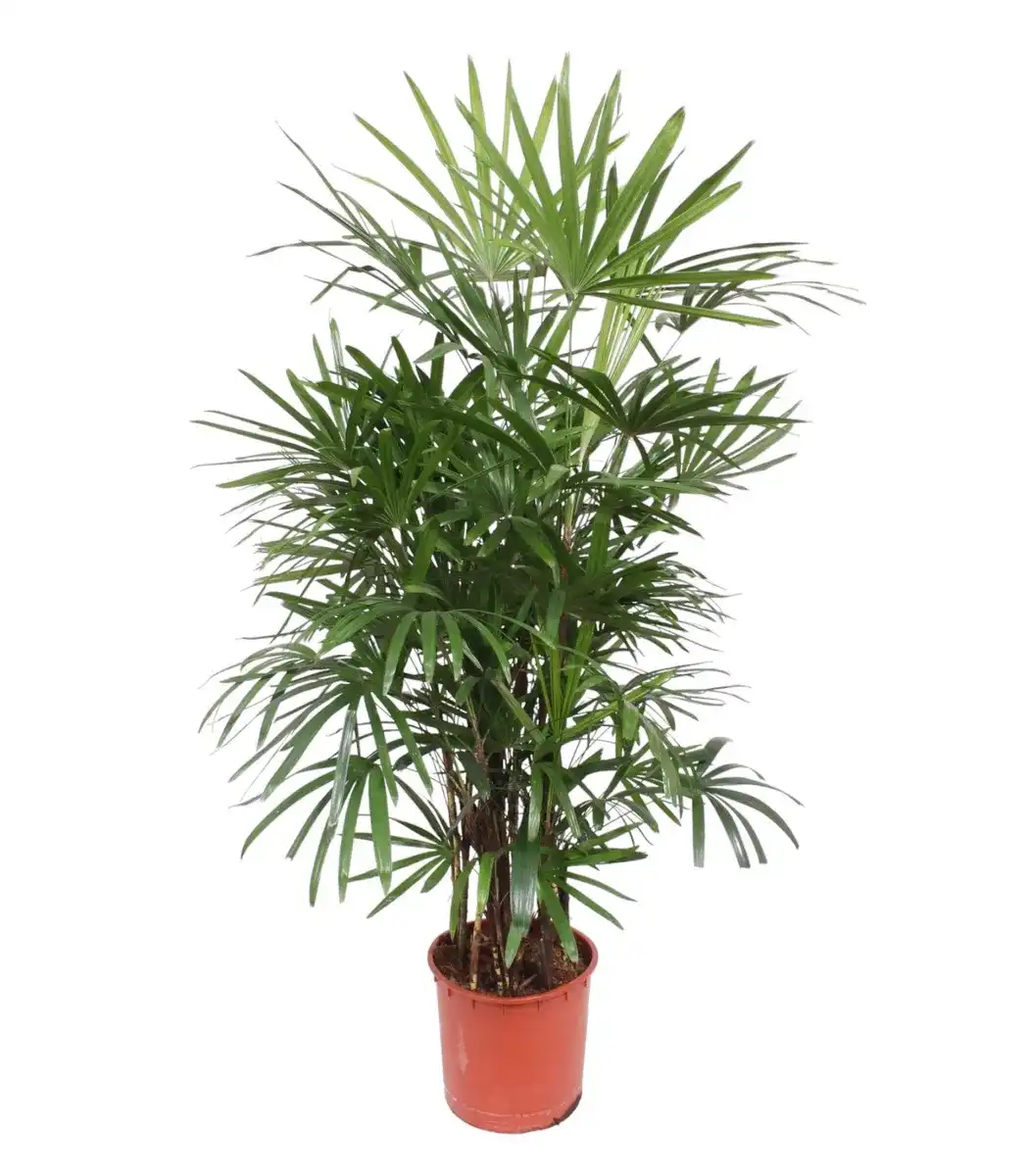 Rhapis excelsa (Lady Palm) 190 cm | Pot u00d834 cm