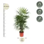 Rhapis excelsa (Lady Palm) 190 cm | Pot u00d834 cm