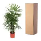Rhapis excelsa (Lady Palm) 190 cm | Pot u00d834 cm