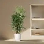 Rhapis excelsa (Lady Palm) 190 cm | Pot u00d834 cm