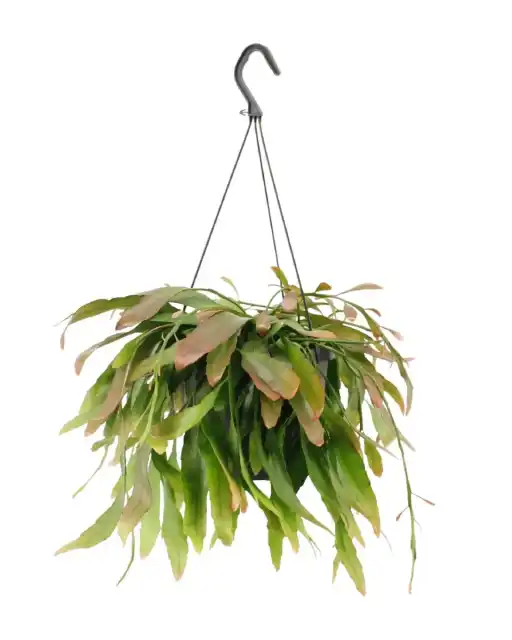 Rhipsalis Red Coral | Trailing Houseplant u00d817 cm, 25 cm Tall