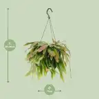 Rhipsalis Red Coral | Trailing Houseplant u00d817 cm, 25 cm Tall