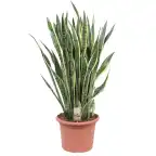 Sansevieria Laurentii (Dracaena trifasciata) 100 cm, 35 cm pot