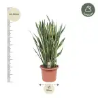 Sansevieria Laurentii (Dracaena trifasciata) 100 cm, 35 cm pot