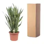 Sansevieria Laurentii (Dracaena trifasciata) 100 cm, 35 cm pot