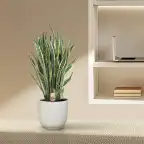 Sansevieria Laurentii (Dracaena trifasciata) 100 cm, 35 cm pot