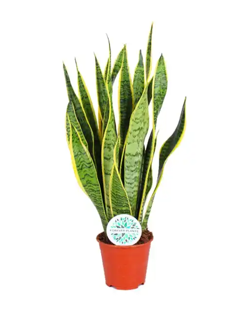 Sansevieria trifasciata Laurentii Snake Plant, u00d814 cm, 50 cm