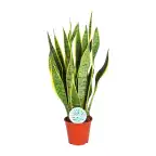 Sansevieria trifasciata Laurentii Snake Plant, u00d814 cm, 50 cm