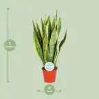 Sansevieria trifasciata Laurentii Snake Plant, u00d814 cm, 50 cm