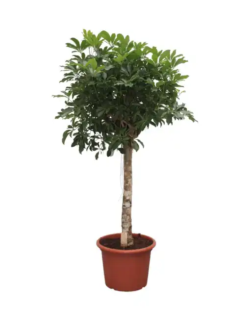 Schefflera arboricola Compacta Plant u2013 180 cm, u00d835 cm Pot