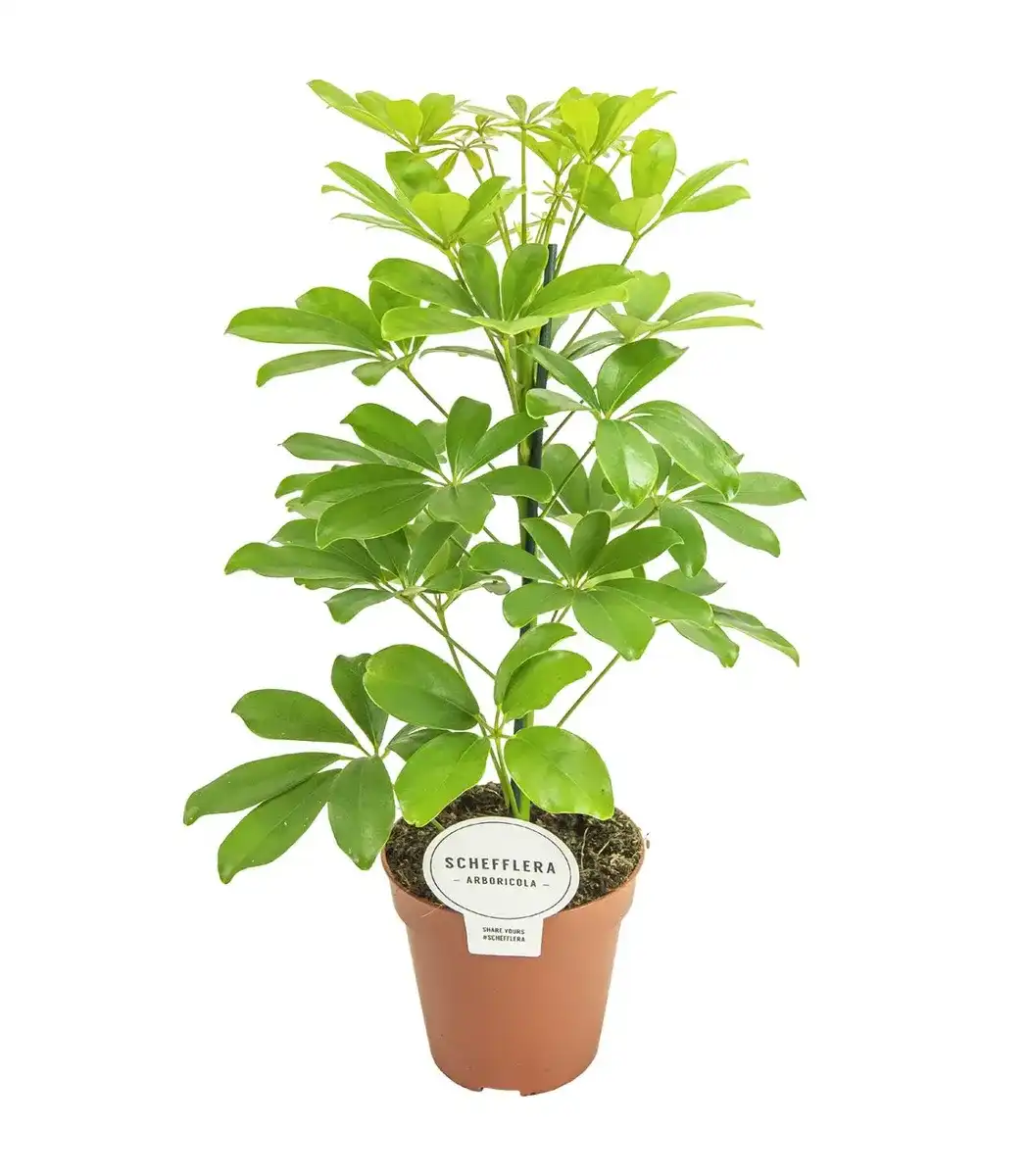 Schefflera Nora (Schefflera arboricola) u2013 pot u00d813 cm, 45 cm