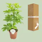 Schefflera Nora (Schefflera arboricola) u2013 pot u00d813 cm, 45 cm