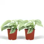 Scindapsus Pictus Trebie (Epipremnum) u2013 2 plants, 12 cm pot, 15 cm