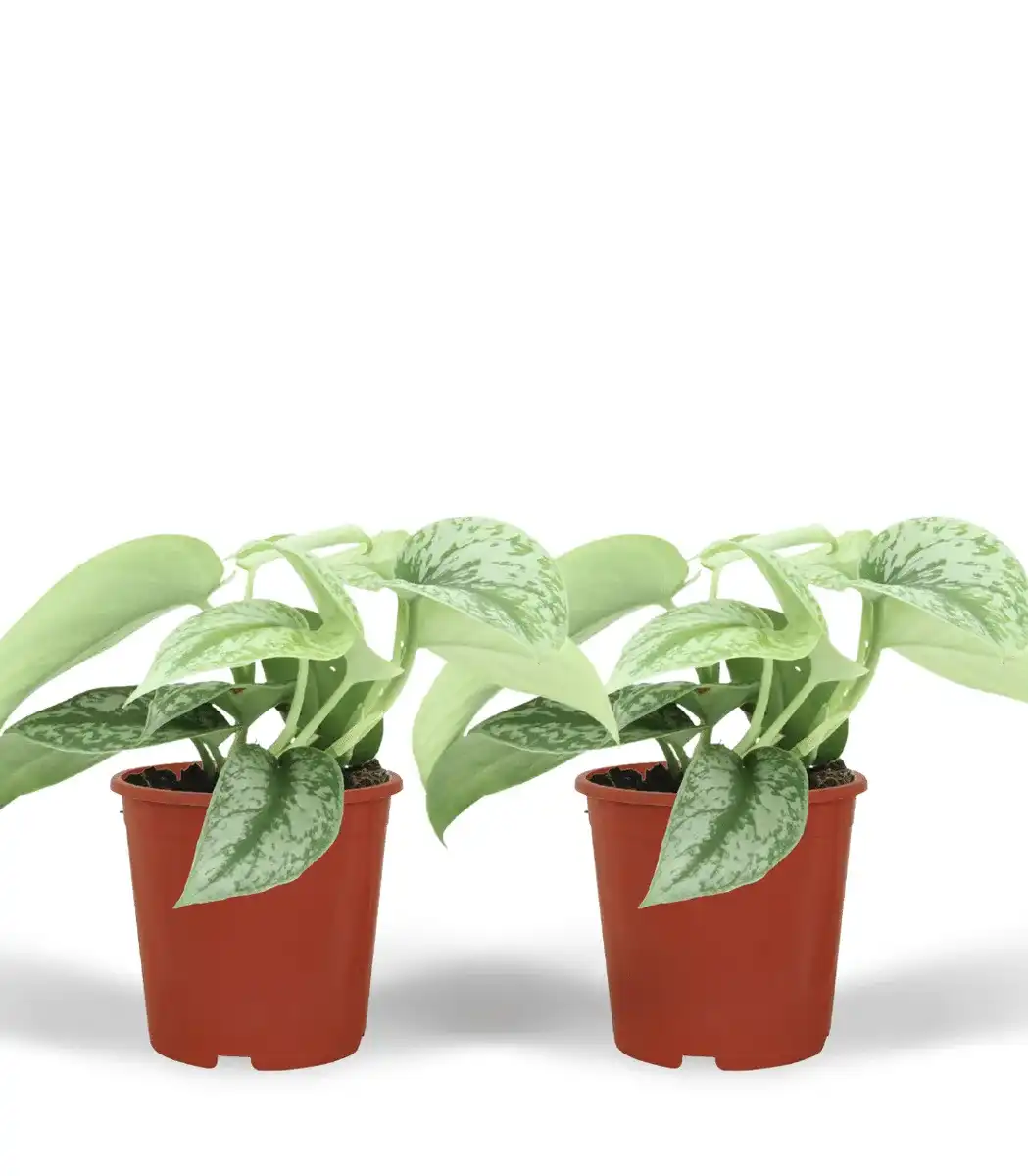Scindapsus Pictus Trebie (Epipremnum) u2013 2 plants, 12 cm pot, 15 cm