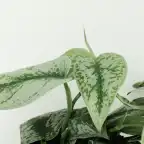 Scindapsus Pictus Trebie (Epipremnum) u2013 2 plants, 12 cm pot, 15 cm