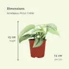 Scindapsus Pictus Trebie (Epipremnum) u2013 2 plants, 12 cm pot, 15 cm