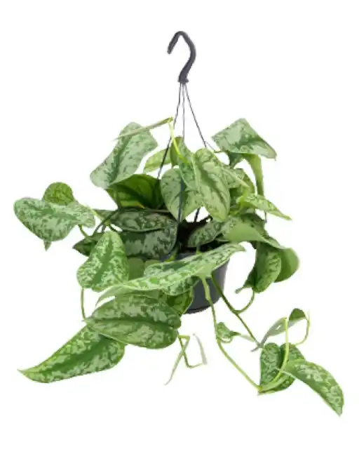 Scindapsus pictus 'Trebie' u2013 Silver Variegated Trailing Plant u00d815 cm