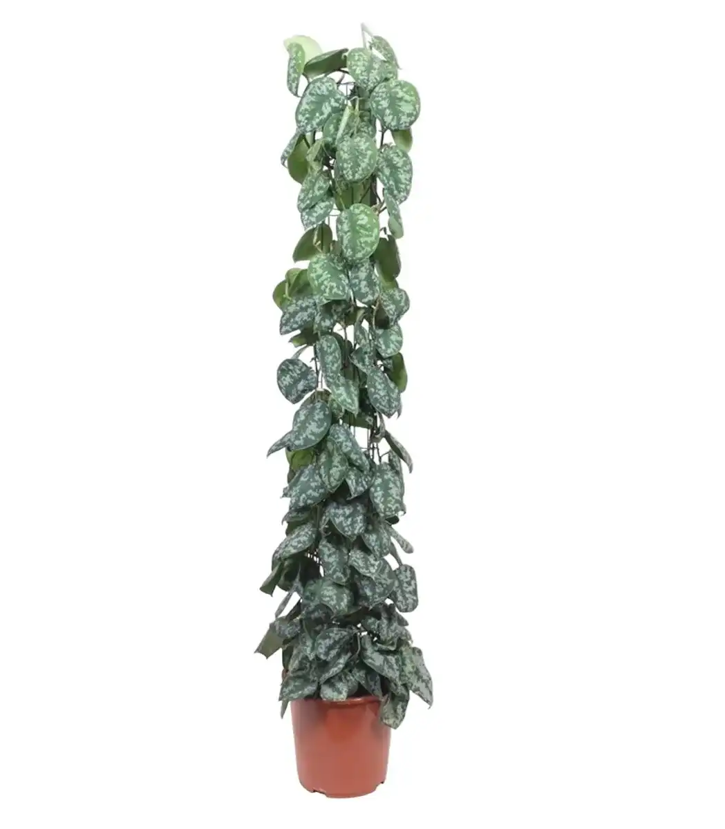 Scindapsus pictus 'Trebie' on trellis - 160 cm, pot u00d827