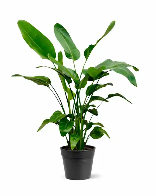 Strelitzia Nicolai 140-150 cm, pot u00d824 cm, White Bird of Paradise