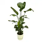 Strelitzia nicolai 160 cm with elho Greenville Round pot, u00d830