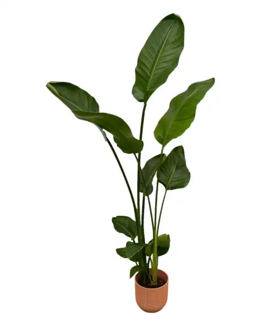 Strelitzia nicolai with elho Vibes Fold pot pink u2013 100 cm, u00d818