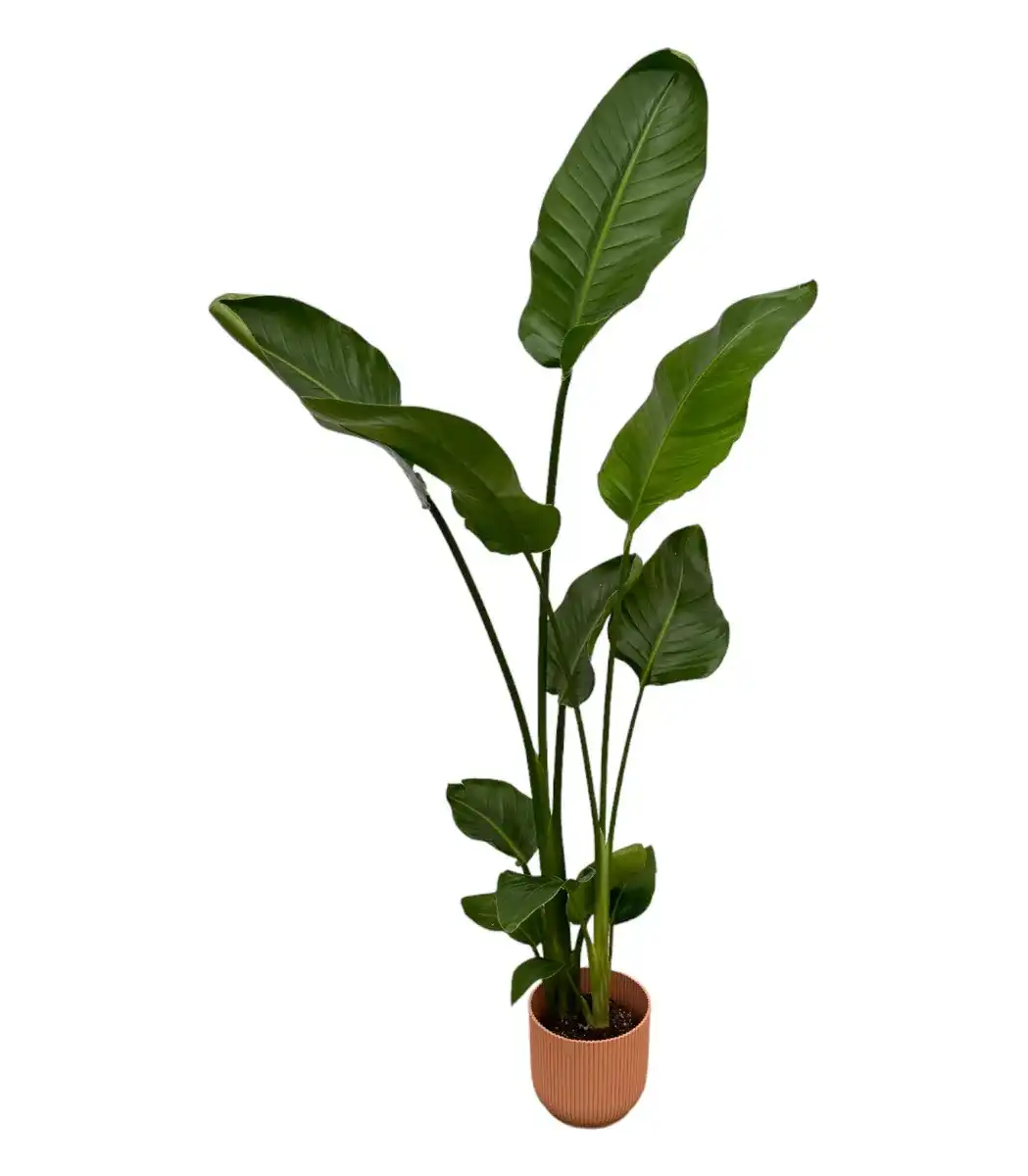 Strelitzia nicolai with elho Vibes Fold pot pink u2013 100 cm, u00d818