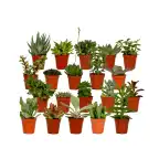 Succulent Mix 20 Plants u00d85.5 cm, 7 cm Tall | Aloe Vera