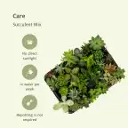 Succulent Mix 20 Plants u00d85.5 cm, 7 cm Tall | Aloe Vera