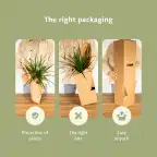 Succulent Mix 20 Plants u00d85.5 cm, 7 cm Tall | Aloe Vera