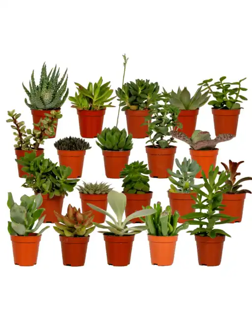 Succulent Mix 20 Plants u00d85.5 cm, 7 cm Tall | Aloe Vera