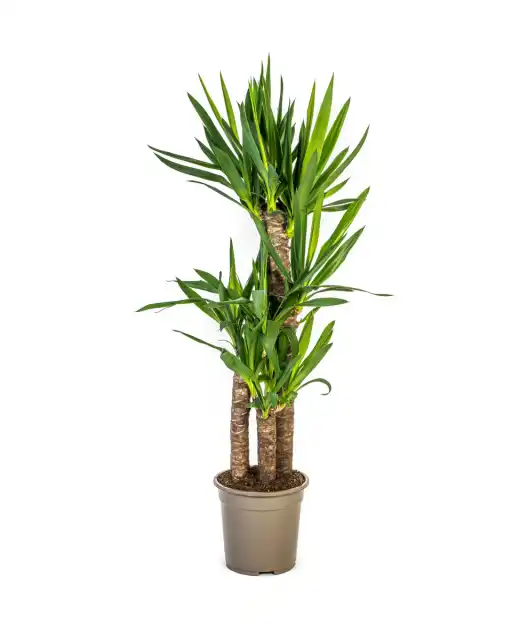 Yucca Elephantipes (Yucca gigantea) 21cm Pot, 90-110cm