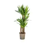 Yucca Elephantipes (Yucca gigantea) 21cm Pot, 90-110cm