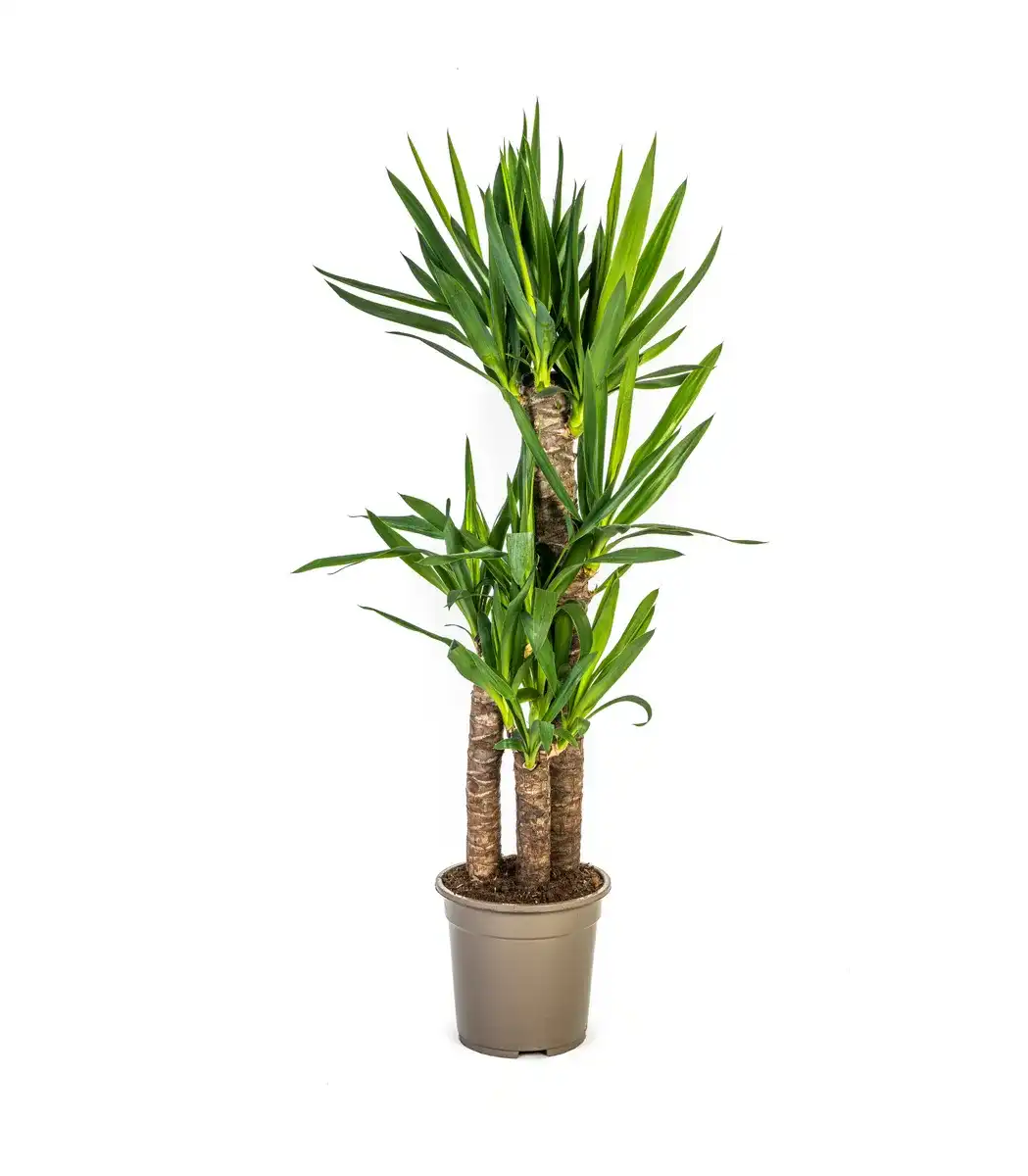 Yucca Elephantipes (Yucca gigantea) 21cm Pot, 90-110cm