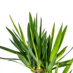 Yucca Elephantipes (Yucca gigantea) 21cm Pot, 90-110cm