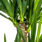 Yucca Elephantipes (Yucca gigantea) 21cm Pot, 90-110cm