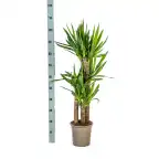 Yucca Elephantipes (Yucca gigantea) 21cm Pot, 90-110cm