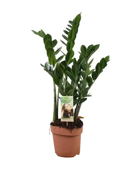 Zamioculcas zamiifolia (ZZ Plant) u2013 u00d817 cm, 70 cm